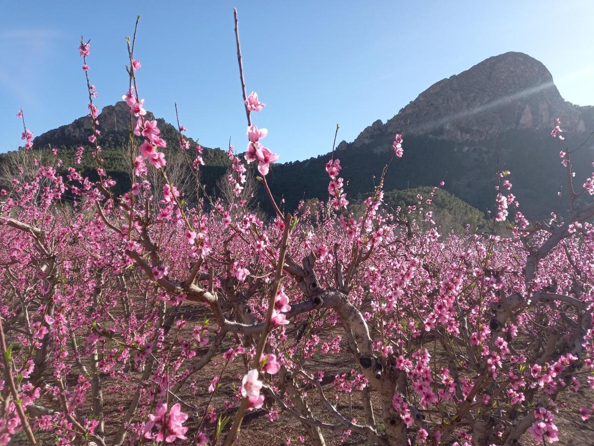 Apartamento Tranquilo Cerca De Zonas Verdes Cieza Buitenkant foto